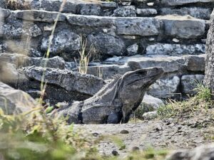 Awaken Your Muse Retreat Wildlife