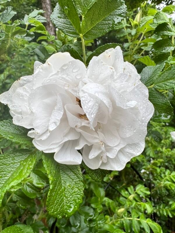 Rose Infused Oil - Blanc de Coubert by Spiritmoonwalker - Image 3