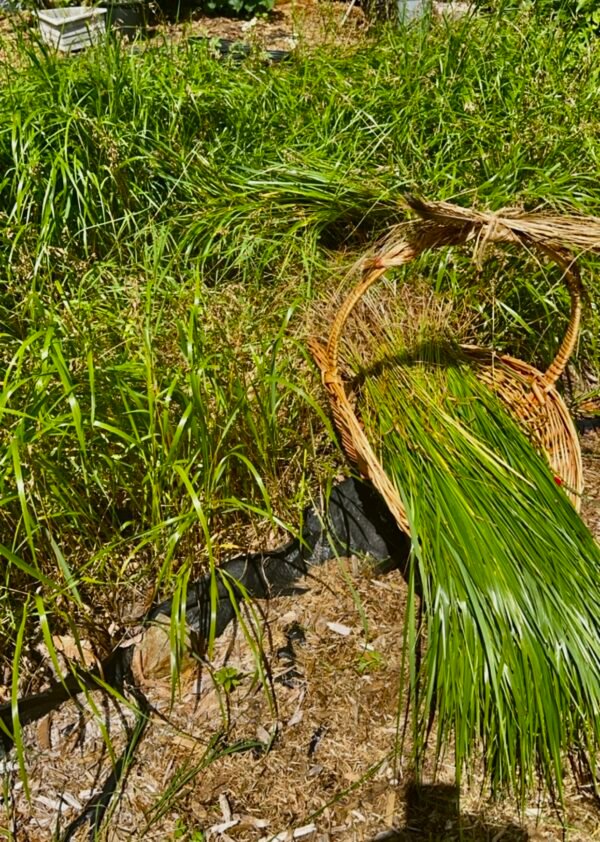 SweetGrass Anointed Oil by Spiritmoonwalker - Image 2
