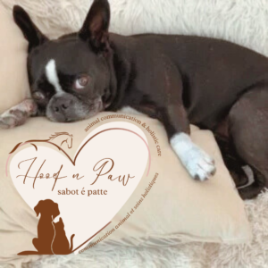 Furry Pets Natural Basics Pet Care ~ Workshop 1