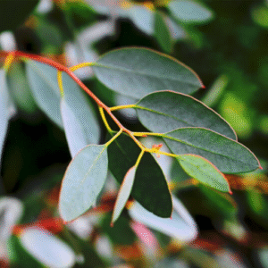Eucalyptus Essential oil