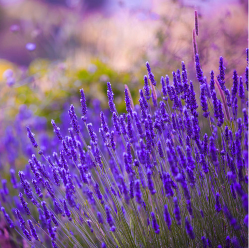 Lavender Natural EO Inhaler - Image 2